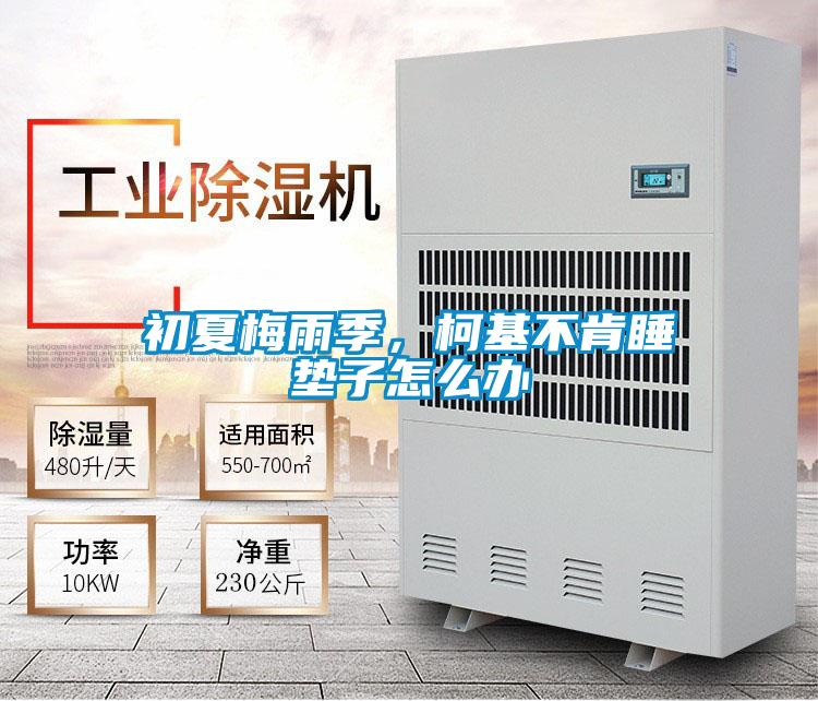 初夏梅雨季，柯基不肯睡墊子怎么辦