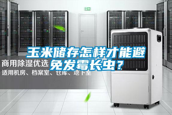 玉米儲存怎樣才能避免發(fā)霉長蟲？